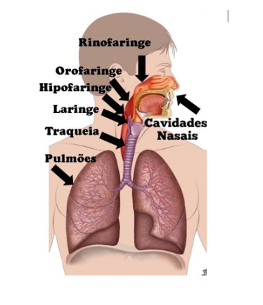 Caminho do ar, recebido pelo nariz, até os pulmões.
