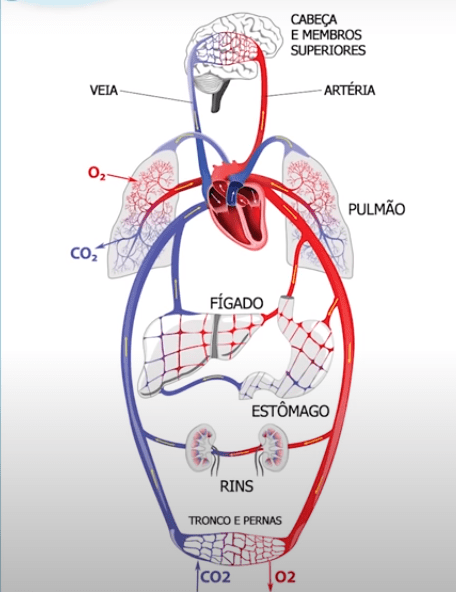 O aneurisma de aorta ocorre em um vaso sanguíneo
