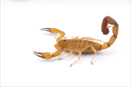 O escorpião é uma das espécies mais antigas e sua presença é crescente no Brasil