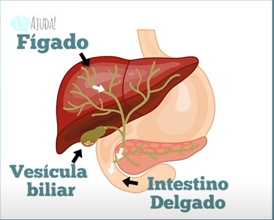 Localização da vesícula.