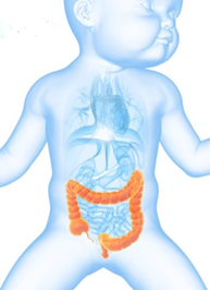 As cólicas ocorrem, pois o intestino faz força para expulsar os gases e o ânus ao invés de estar relaxado, está contraído, dificultando a saída dos gases. 