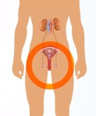 Conforme o bebê vai se desenvolvendo, o testículo vai migrando em direção à bolsa escrotal.
