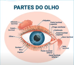 Partes dos olhos.