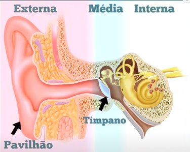 Anatomia do ouvido.