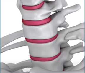 Entre as vértebras existe um disco intervertebral.