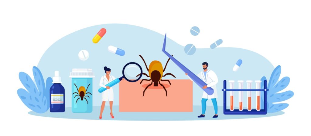 Prevention,Of,Lyme,,Encephalitis,Diseases.,Removing,Encephalitis,Ticks.,Parasite,Carrying