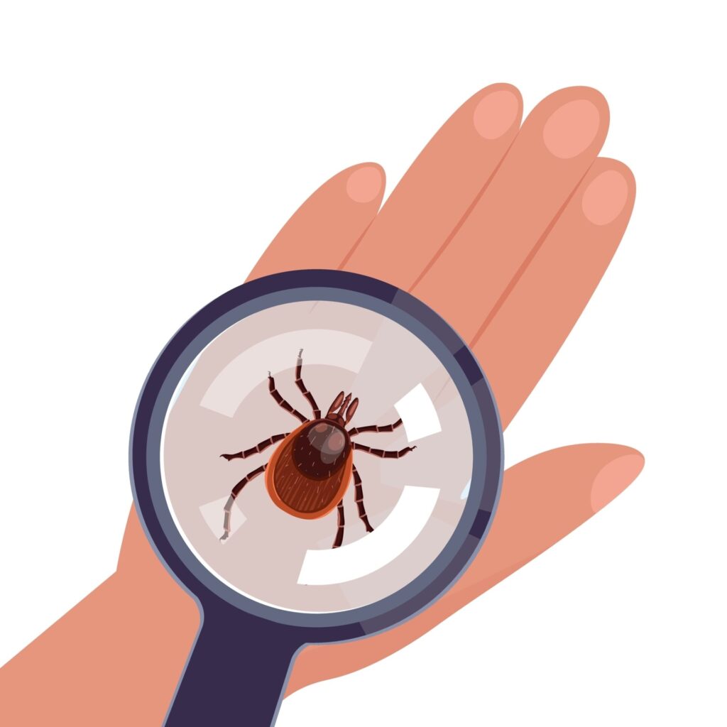 Magnifying,Glass,Enlarges,Tick,Insect,On,Hand,On,Hand,On