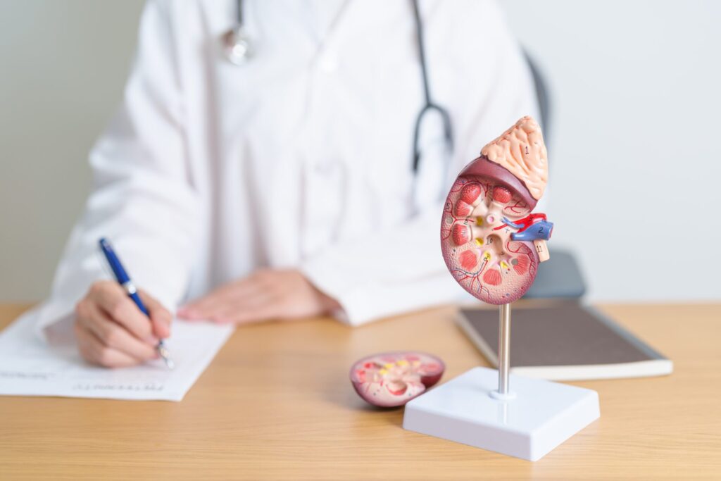 Doctor,With,Kidney,Adrenal,Gland,Anatomy,Model.,Disease,Of,Urinary