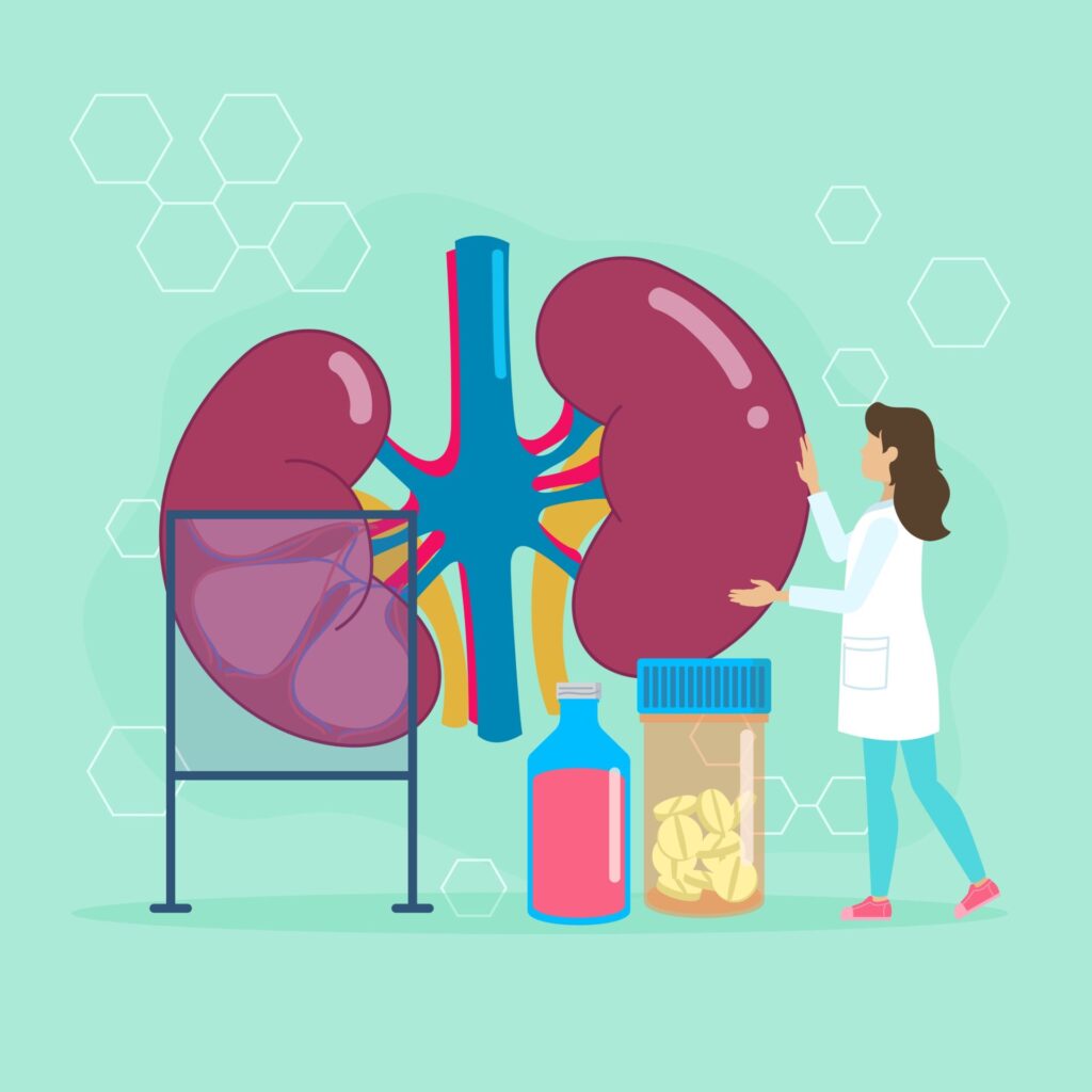Illustration,Of,A,Nephrologist,Examining,Kidneys,Using,Medical,Tools,,Including