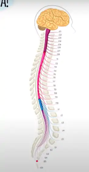 Dentro do Canal Vertebral passa a medula e as raízes nervosas.
