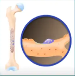 Os tecidos ósseos substituem parte do osso antigo.