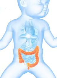 As cólicas ocorrem, pois o intestino faz força para expulsar os gases e o ânus ao invés de estar relaxado, está contraído, dificultando a saída dos gases. 