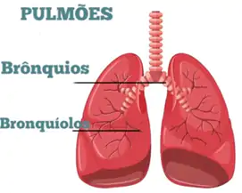 Na bronquiolite, os bronquios são afetados.