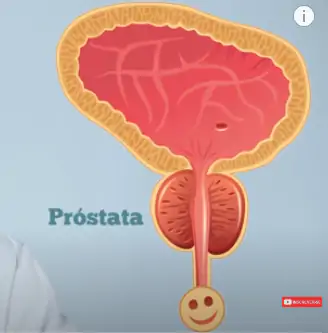 A próstata é uma glândula que fica embaixo da bexiga e envolve a uretra.