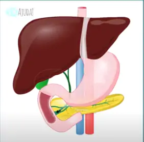 A parede intestinal.