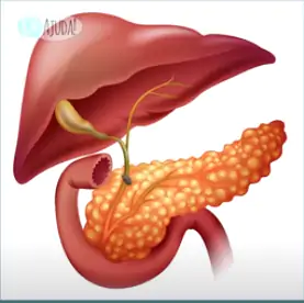 Os ductos são os caninhos que levam a bile aos intestinos.