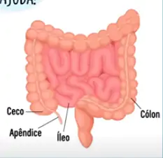 O íleo terminal é o mais acometido pela doença.