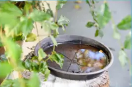 Coloque areia em pratinho de plantas.