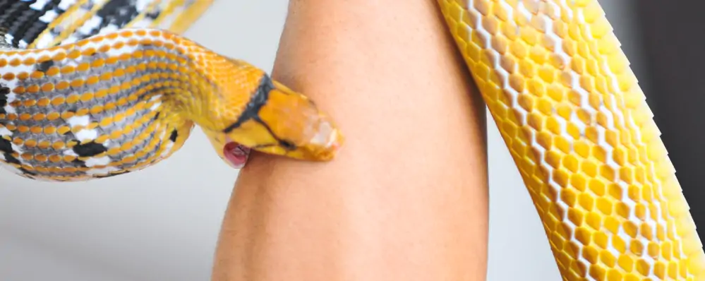 Picada de cobra O que fazer