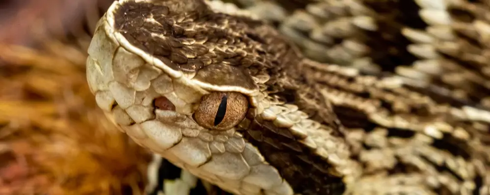 picada de cobra jararaca
